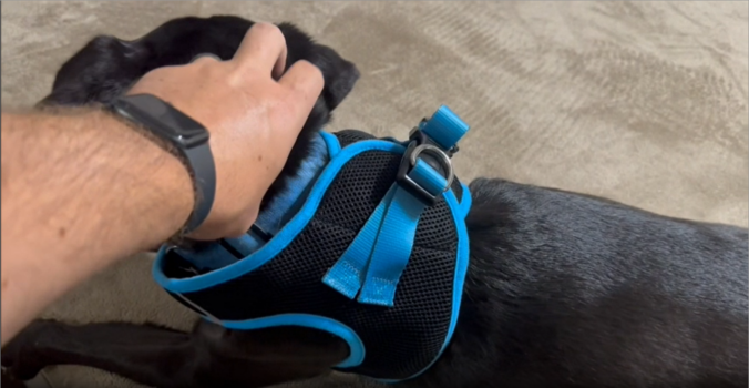 Real Review of Downtown Pet Supply Dog Harness
